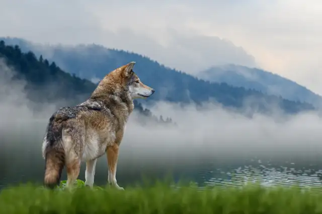 Wolfspeed: The Wolf Is Shedding Its Debt, Not Its Teeth. July 10, 2025.